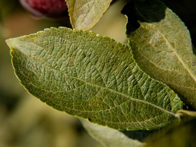 Leaf with European red mites
