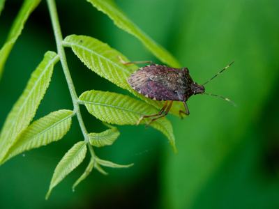 Brown marmorated stink bug adult