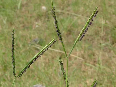 Bahiagrass