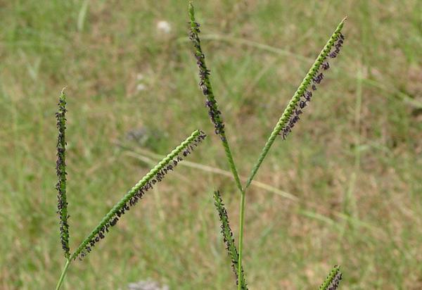 Bahiagrass