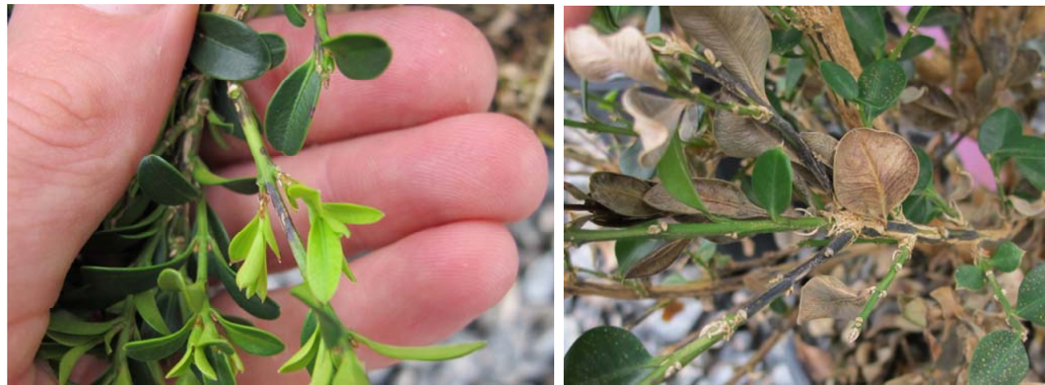 Small green and brown leaves.
