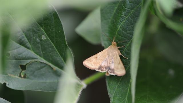 Adult corn earworm moth on soybean leaf