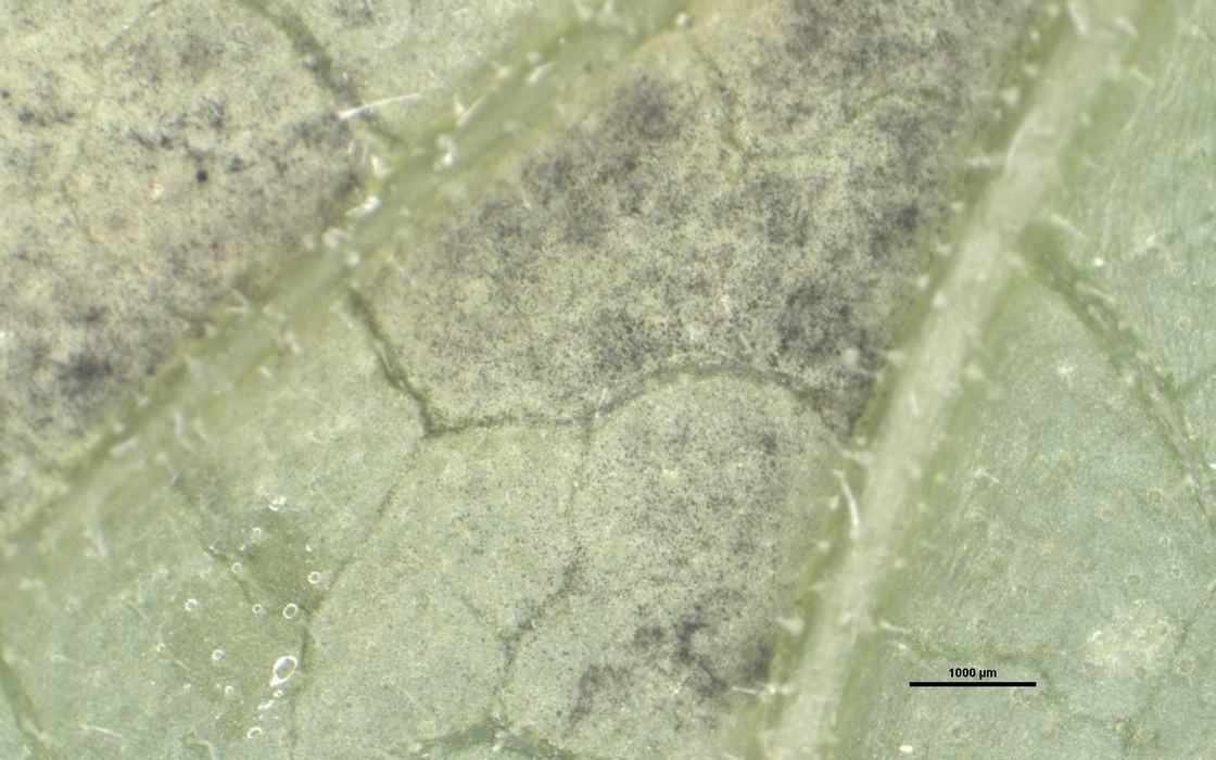 Spores (sporangia) of the cucurbit downy mildew pathogen