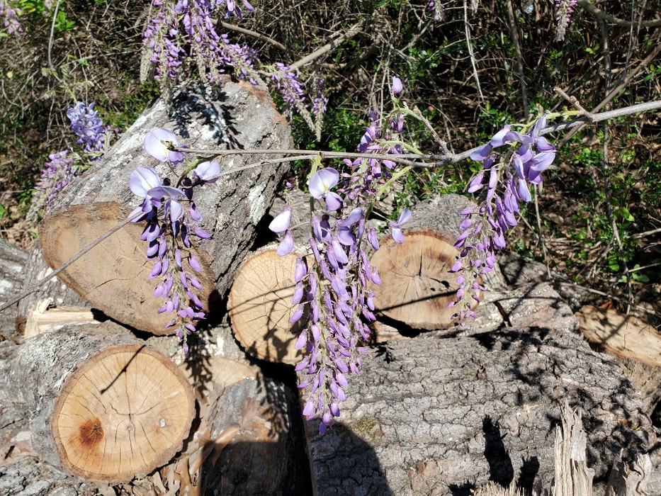 Chinese Wisteria, What is Chinese Wisteria, Invasive Trees in NC, Invasive Trees in the US