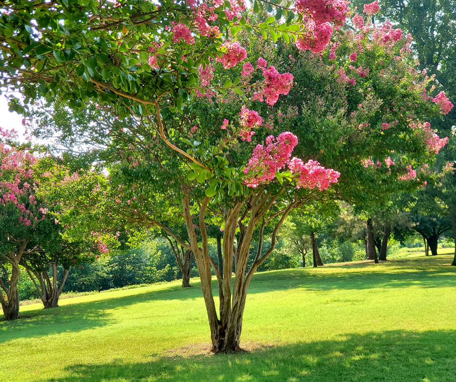 Crepe Myrtles, Crepe Myrtles NC, What are Crepe Myrtles, How to Care for Crepe Myrtles, Pruning Trees, Pruning Crepe Myrtles, Trees with Pink Flowers