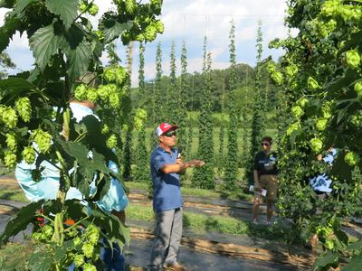 man standing in hop yard