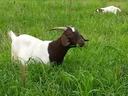Brown-and-white goat standing in tall green grass, another goat grazing in background