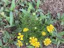 Weed with small yellow flowers.