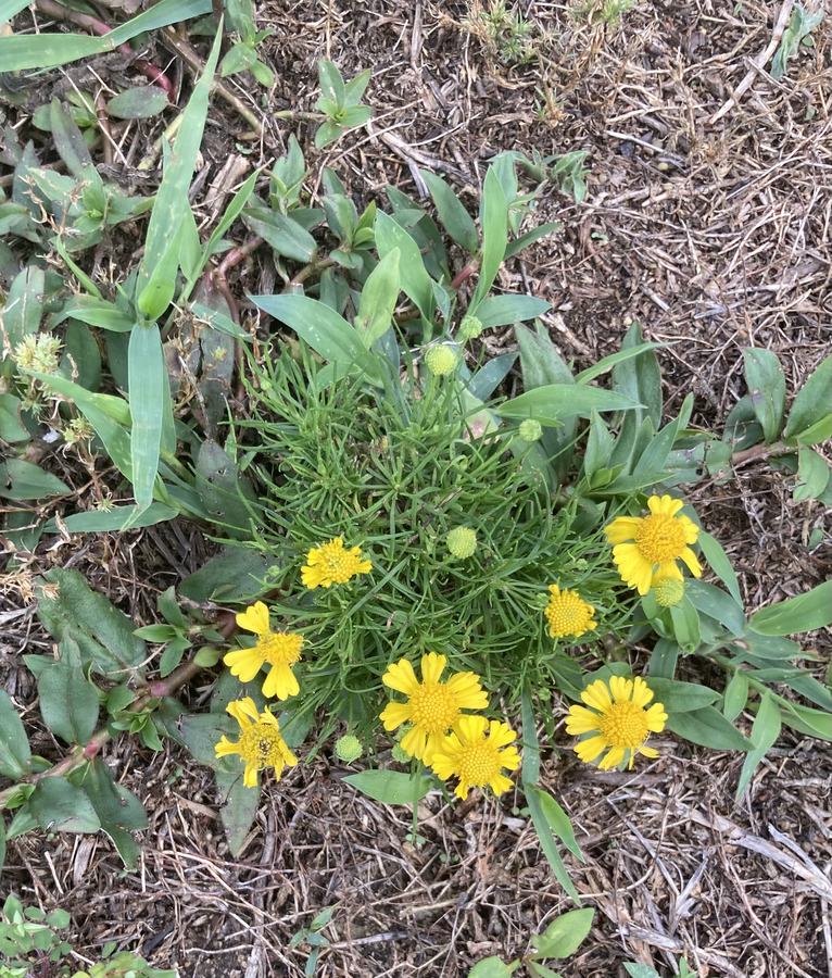 Weed with small yellow flowers.