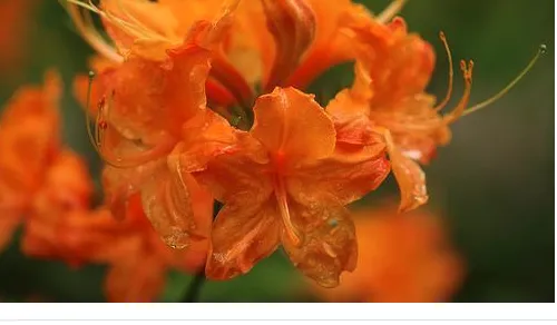 2023-07-Flame-Azalea.2e16d0ba.