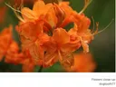 Close up of an orange flower