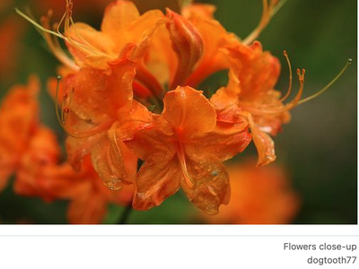 Close up of an orange flower