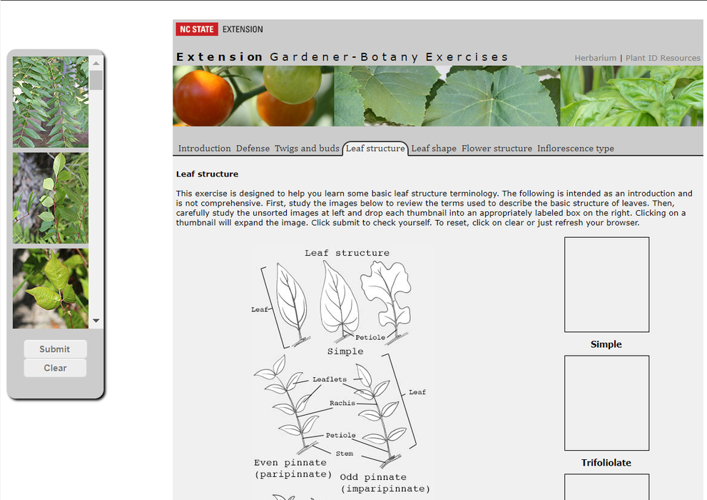Leaf Structure Exercise