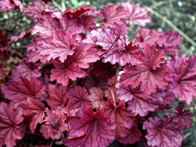 Reddish-purple heuchera (coral bells) leaves with prominent veins