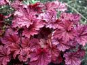 Reddish-purple heuchera (coral bells) leaves with prominent veins