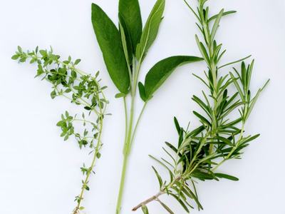 Herb Propagation