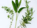 Herb Propagation
