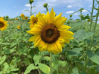 sunflower in field
