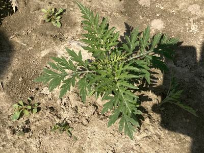 Ragweed growing in a field.