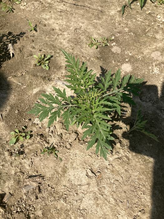 Ragweed growing in a field.