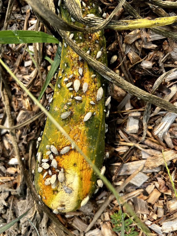Overripe yellow-green squash covered in many small white scale insects on wood mulch