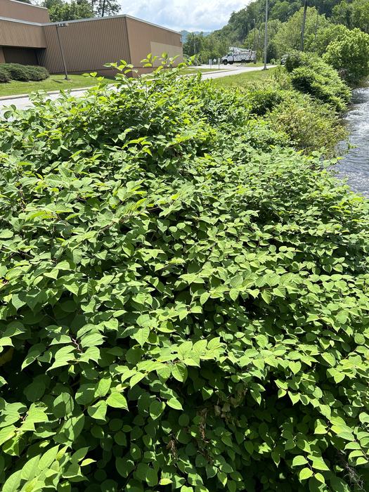 Green plants on the edge of a stream.