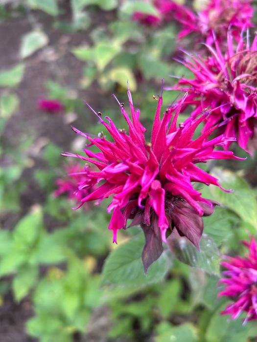 Close up of a pinkish purple flower.