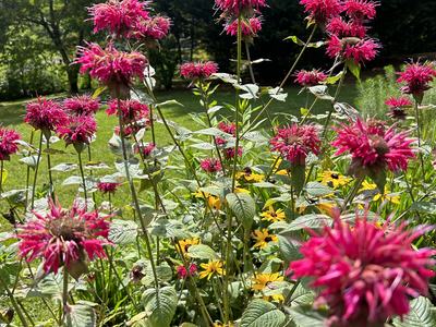 Pink bee balm flowers and yellow black-eyed Susans in a sunlit garden bed