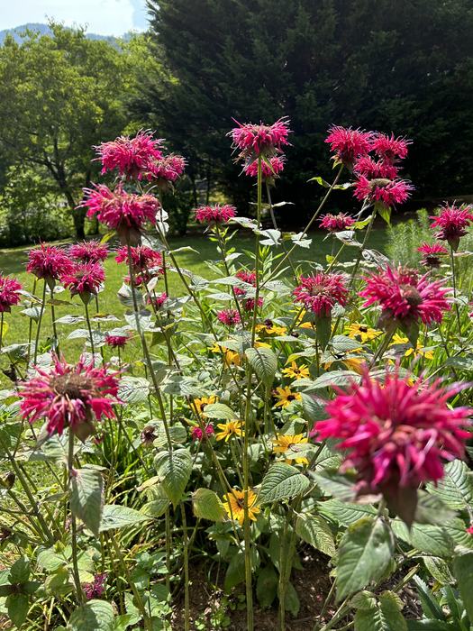Tall flowers with reddish purple leaves.