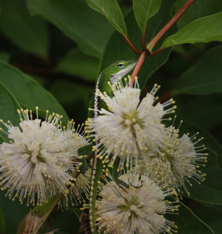 Carolina anole hunting on buttonbush.