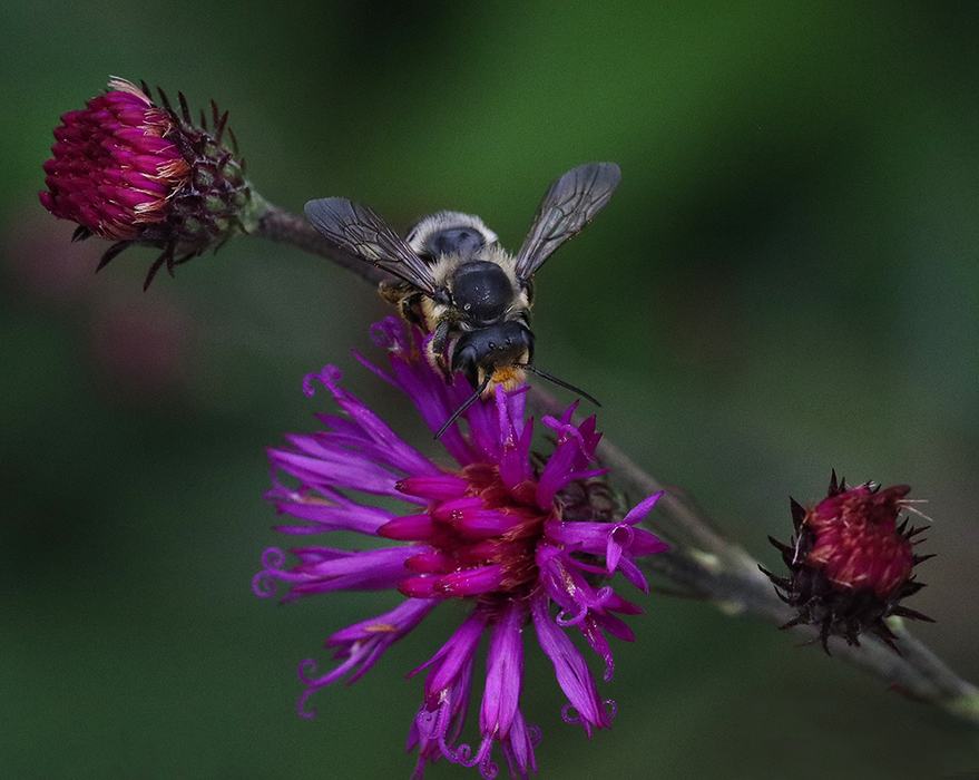 Leafcutter bee on stemless ironweed.