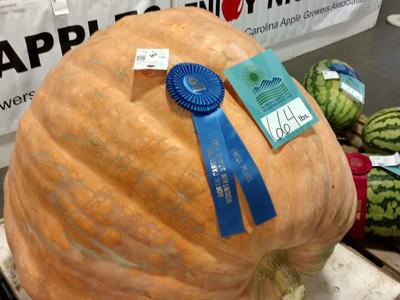 award winning pumpkin from NC Mountain State Fair