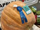 award winning pumpkin from NC Mountain State Fair