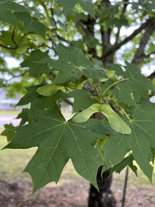 Norway Maple fruit