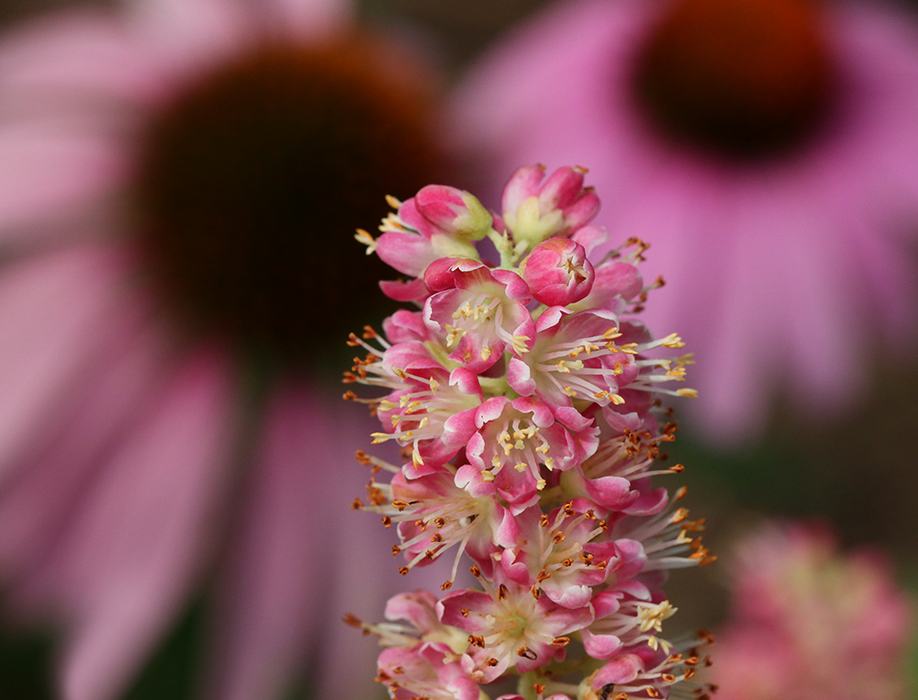 Sweet pepperbush with purple coneflowers. 