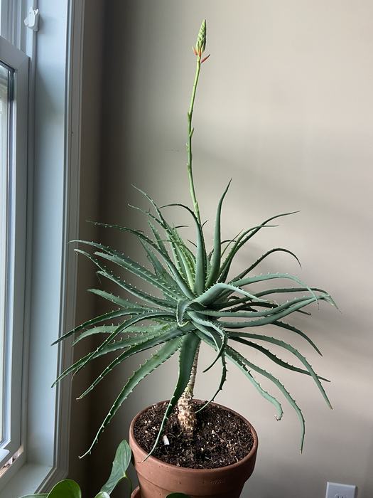 Aloe vera beginning to bloom April 2022