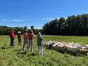 sheep farm
