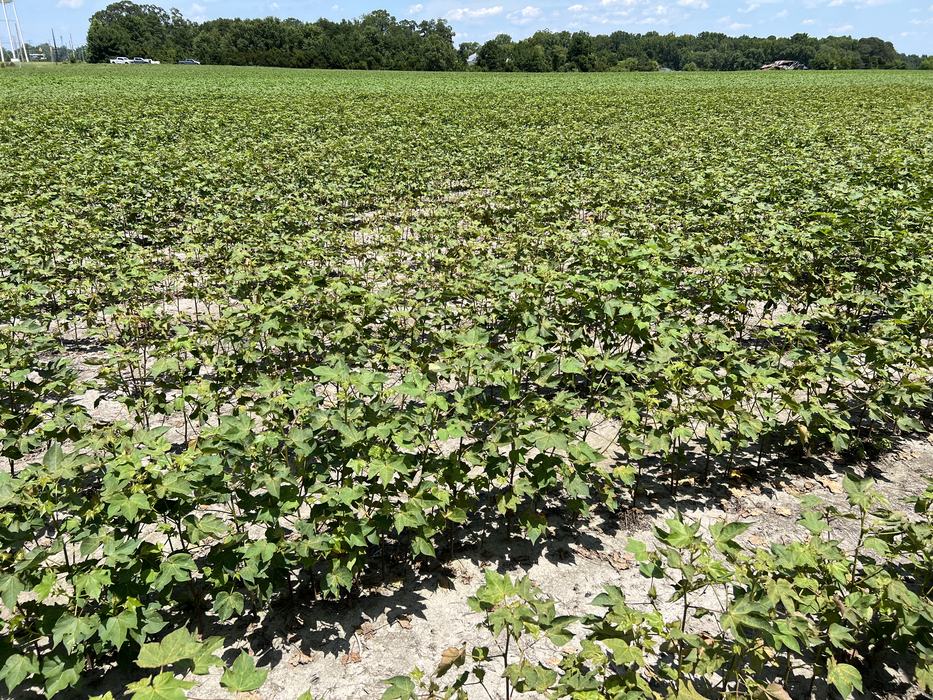 Cotton field with spider mite infestation