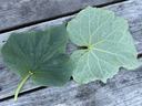 Cucumber downy mildew