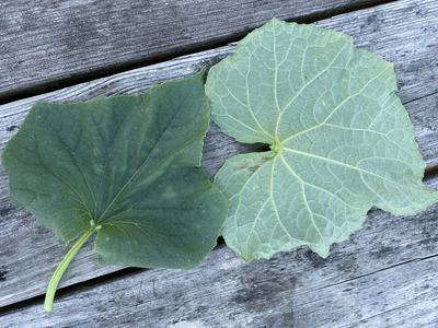Cucumber downy mildew