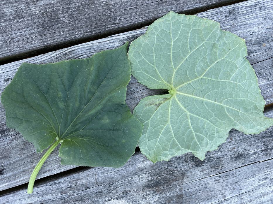 Cucumber downy mildew