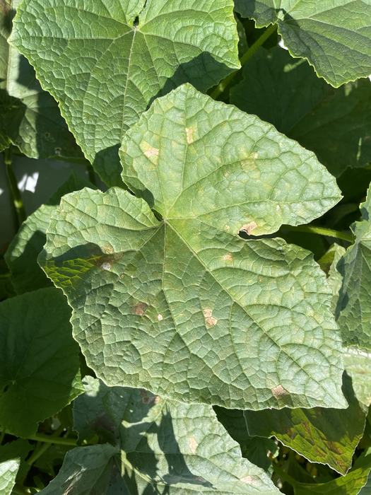 Cucumber downy mildew