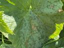 Cucumber downy mildew