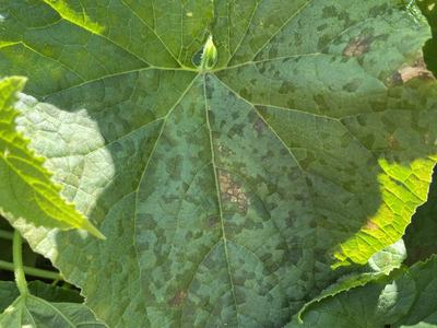 Cucumber downy mildew
