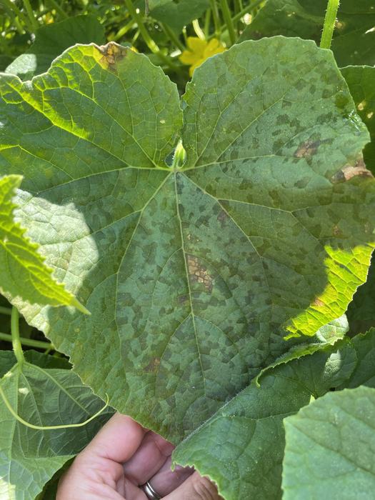 Cucumber downy mildew