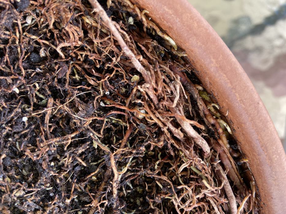 Figure 2: Thick roots encircling the pot