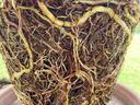 Dense root ball removed from pot, roots tightly circling and filling the container