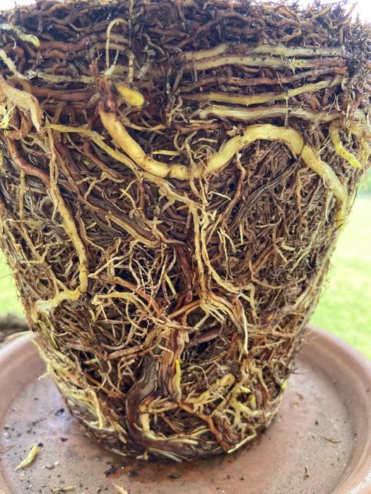 Figure 3: Root system removed from the pot