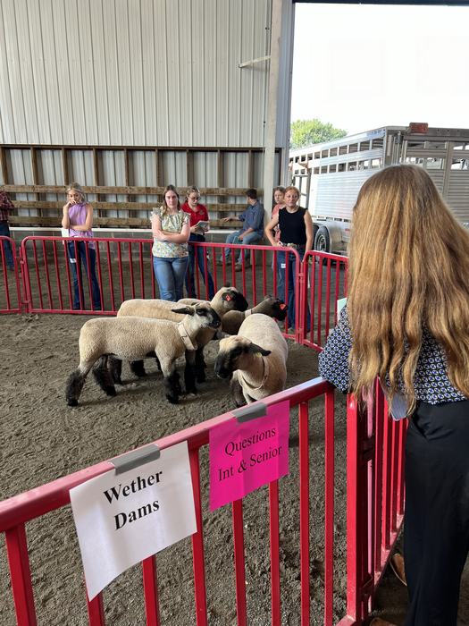 judging sheep