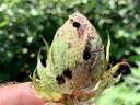 Boll with holes from bollworm